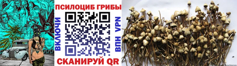 где купить наркотик  Вязьма  Галлюциногенные грибы Magic Shrooms 